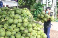 Vietnam’s coconut industry eyes billion-dollar markets