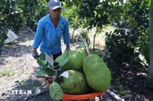 China to allow import of Vietnamese fresh jackfruits from June 1, 2026