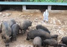 Spraying chemicals to prevent the disease (Photo: VNA)