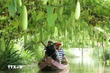 Tourists take a boat tour of the gourd growing area at Tran Ba Chuot Tourist Area, Lai Vung district. This agricultural tourism model helps Dong Thap farmers improve their income and develop the agricultural economy. (Photo: VNA)