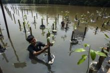 A mangrove cultivation in Angke Kapuk, Kamal Muara, North Jakarta, Saturday (Oct 16, 2021). ANTARA FOTO/Aprillio Akbar/hp.