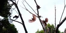 Cenderawasih birds in the forest of West Warkesi Waigeo, Raja Ampat, West Papua Province. (ANTARA/ Ernes Broning Kakisina)