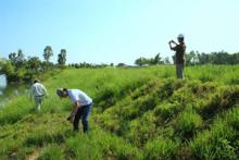 Vetiver grass (Photo: Danang.gov.vn)