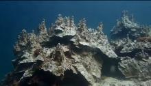 coral bleaching 