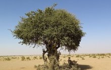 Rare Al-Sarh Tree Found in King Abdulaziz Royal Reserve