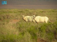Arabian Oryx Breeding Programs Restore Ecological Balance in King Salman Royal Reserve