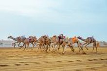 Over SAR6 Million Awaits Winners of Crown Prince Camel Festival's Thnaia Race