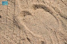Hoof Print Preserves the Traditional Art of Camel Identification
