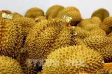 Vietnam emerges as global durian powerhouse