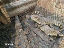 Vietnam sees great opportunity for sustainable development of crocodile farming