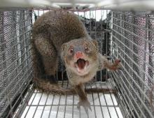 Photo shows a mongoose in a cage in 2016. (Photo courtesy of Environment Ministry)(Kyodo)