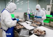 Early US recognition of market economy to increase opportunities for Vietnamese exports