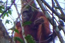 Orangutan in Bapanggang Raya Village, of Mentawa Baru Subdistrict, C Kalimantan, Friday (Oct 8, 2021). ANTARA/HO-BKSDA
