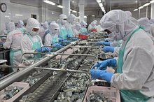 Workers process frozen shrimp for export at Minh Phu Seafood Corporation in the southern province of Ca Mau. (Photo: VNA)