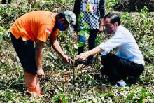 Presiden Joko Widodo planting a tree in Cilacap Subdistrict, Central Java, Thursday (Sept 23). ANTARA/HO-Biro Pers Setpres/Laily Rachev/aa.