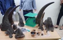 Rhino horns seized as exhibits of a trafficking case in Vietnam (Illustrative photo: VNA)
