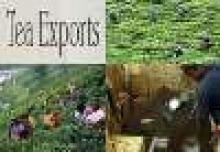 Indian Tea Exports Register Decline: Report 