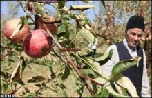 Iran seeks stable crop production: official