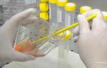 Stem cell therapy comes to rescue of suffering canines