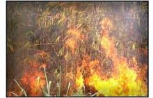 Thai authorities warn locals against fueling haze in dry-season