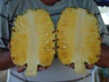 Thailand successfully develops new type of pineapple