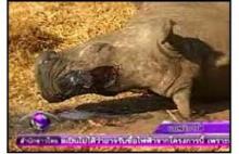 Thai authorities seize African rhino horns