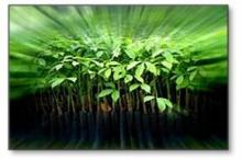 Thailand to enlist rubber-plantations under CDM