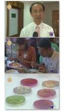 O104 E. coli strain has not reached Thailand: Public Health Ministry