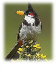 Red whiskered bulbul competition held in southern Thailand
