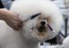 Dog cosmetician contest in S. Korea