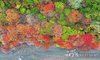 Fall foliage