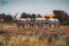 Imam Turki Royal Reserve's Green Growth Boosts Air Quality, Reduces Dust Storms