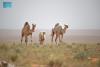 Imam Turki Royal Reserve Grazing Program Boosts Local Communities, Sustainability