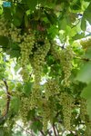 Tabuk Region Leads the Kingdom in Grape Production and Agricultural Innovation