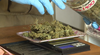 cannabis