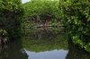 Mangroves in Jazan: The Sea Trees Guarding Life 