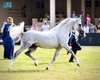 Eighth International Arabian Horse Show Concludes