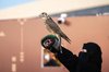 Ladies' Round Introduced at King Abdulaziz Falconry Festival 2025